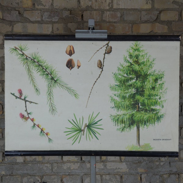 Larch tree, Larix decidua: original vintage 1970s Czech educational poster school wall chart roll down print plant botanical forest conifer