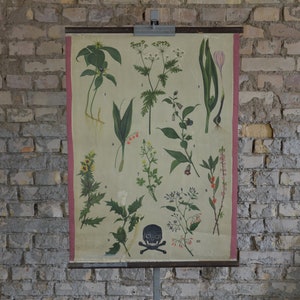 Giftige wilde planten: originele antieke jaren 1930 Duitse educatieve basisschool poster wandkaart botanische print bloemen schedel waarschuwing