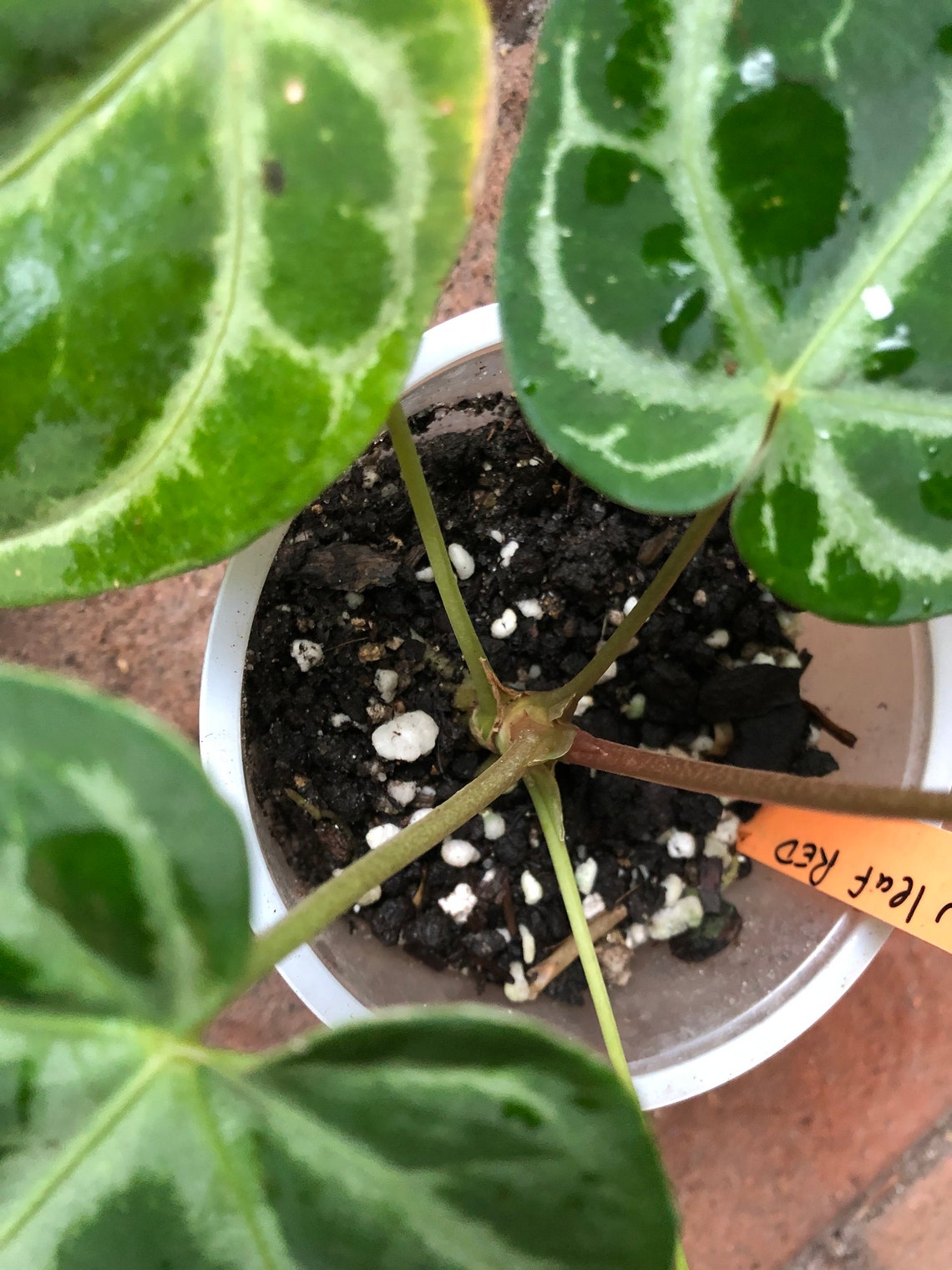 Anthurium crystallinum Etsy
