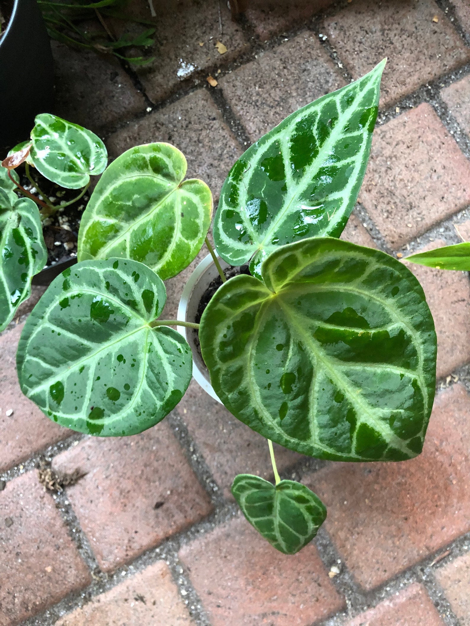 Anthurium crystallinum Etsy