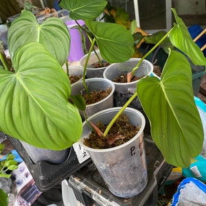 philodendron pastazanum