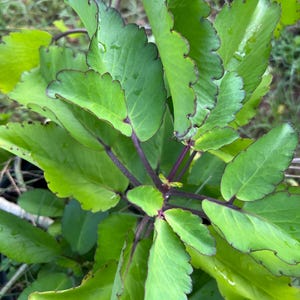 Bryophyllum pinnatum witch's leaf