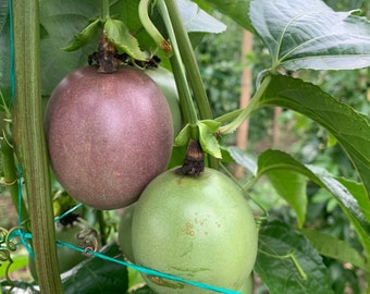 purple patch Gulupa 15 semilla (seed) pachita purple patch, passion fruit