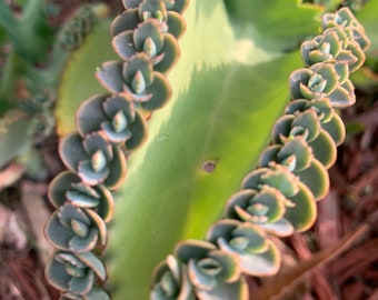 Mother of Thousands- Succulent-Kalanchoe Daigremontiana