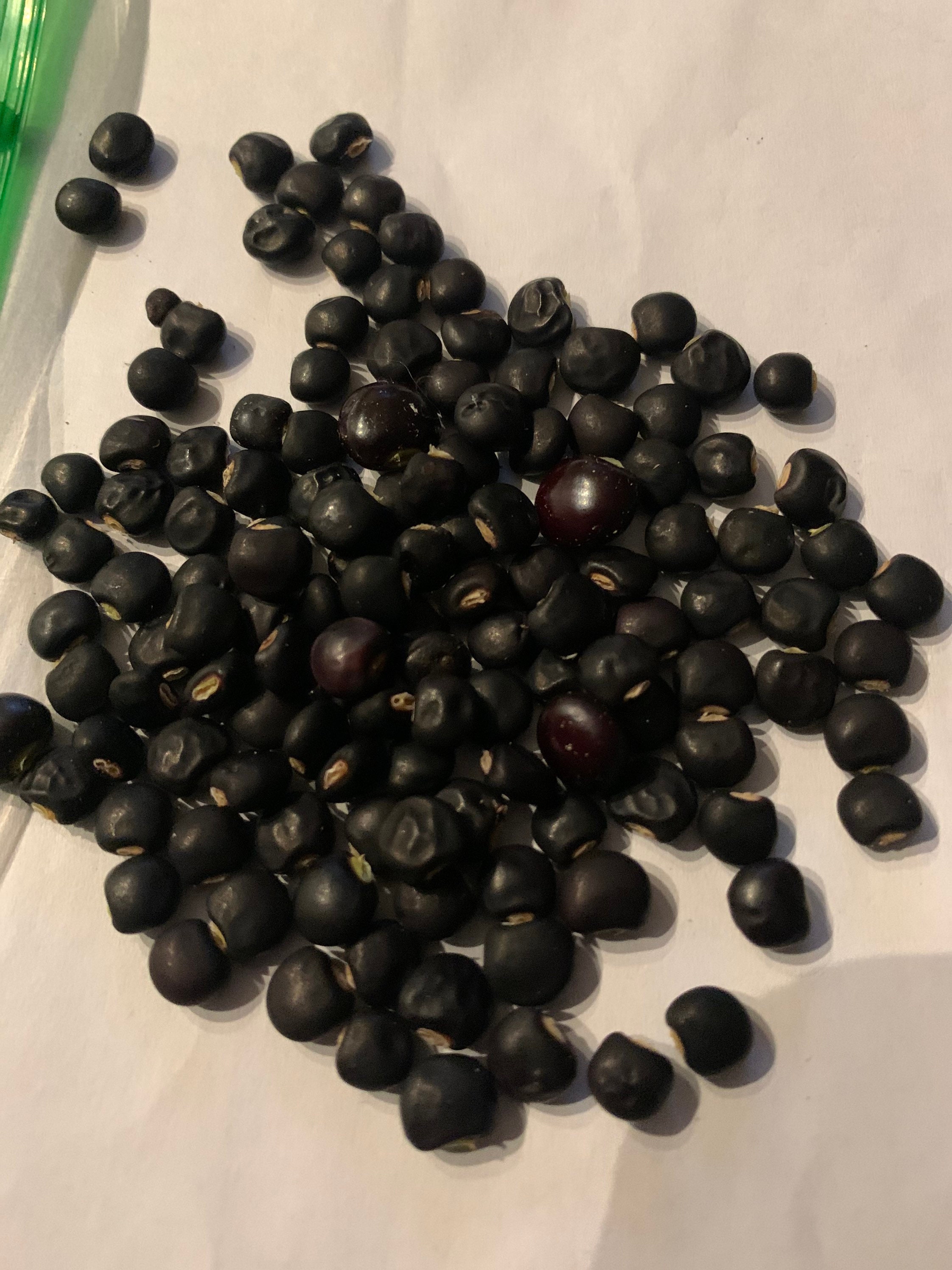 10 Seeds seeds Black Pigeon Peas black Pigeon Peas Etsy UK