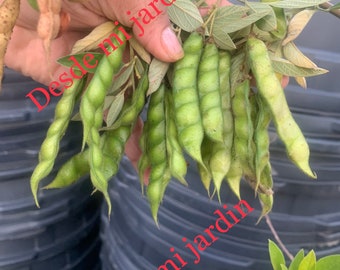 Gandul “Lázaro o Enano”/ Pigeon Peas Packet (approx. 10 seeds)