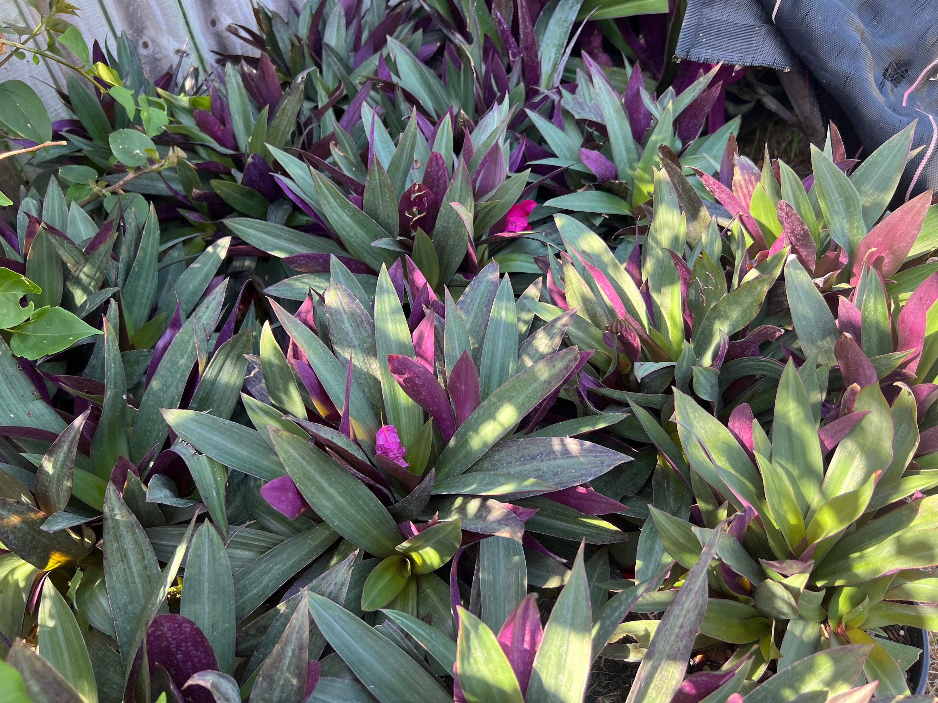 Purple Maguey - Etsy