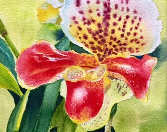 Orchid original watercolor painting, Lady's slipper red white orchid, floral painting