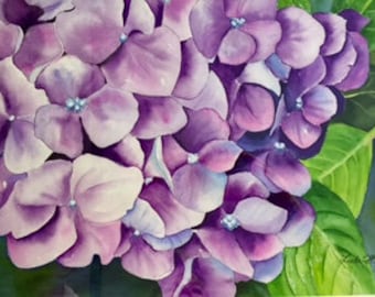 Hydrangea Original Floral  Watercolor Painting