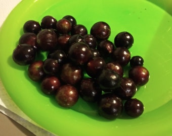 Red hybrid jaboticaba seeds(12)