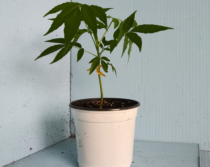 Dwarf Ambarella/june Plum/golden Apple Tree Etsy