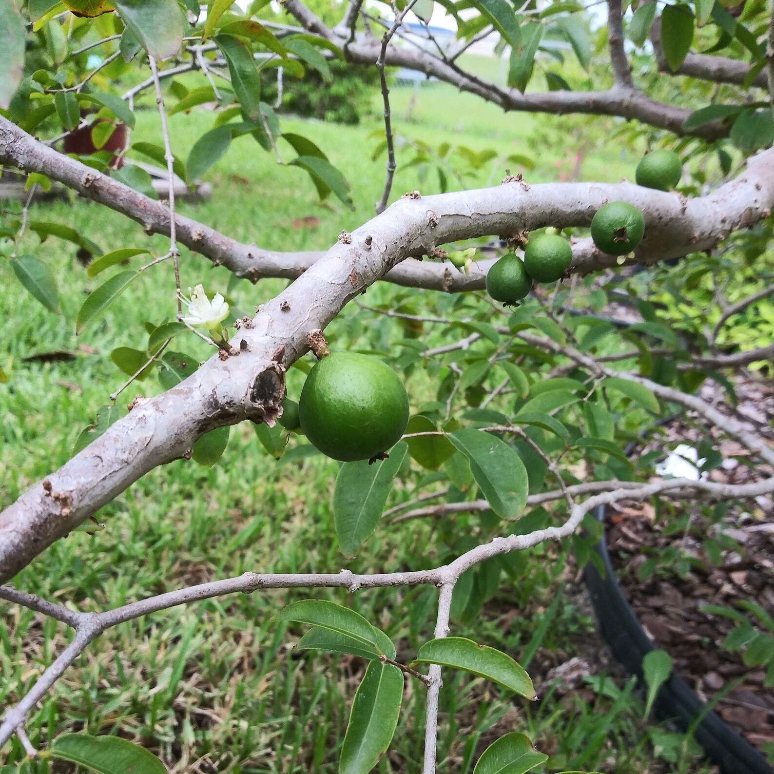 Jaboticaba Grimal Jaboticaba Seeds 10 Fresh Seeds Etsy
