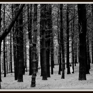 Trees
