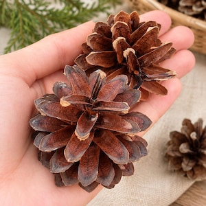Puede incluir: Dos piñas de pino marrones con escamas leñosas superpuestas. Las piñas tienen una forma cónica puntiaguda y una superficie texturizada con bordes de color marrón oscuro en cada escama. Los objetos naturales se muestran en detalle.