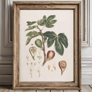 Vintage Fig Botanical Print, Digital Download, Antique Fruit Wall Art Rustic Kitchen Decor, Farmhouse Gallery Wall, vintage fig illustration