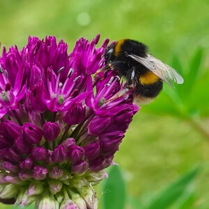 Op de afbeelding: Een hommel met zwarte en gele strepen verzamelt nectar van een paarse bloem.
