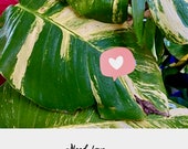 Buy 1 Get 1 Free TLC DISCOUNTED - Tender Loving Care , Hawaiian Pothos cuttings W node up to 25 OFF