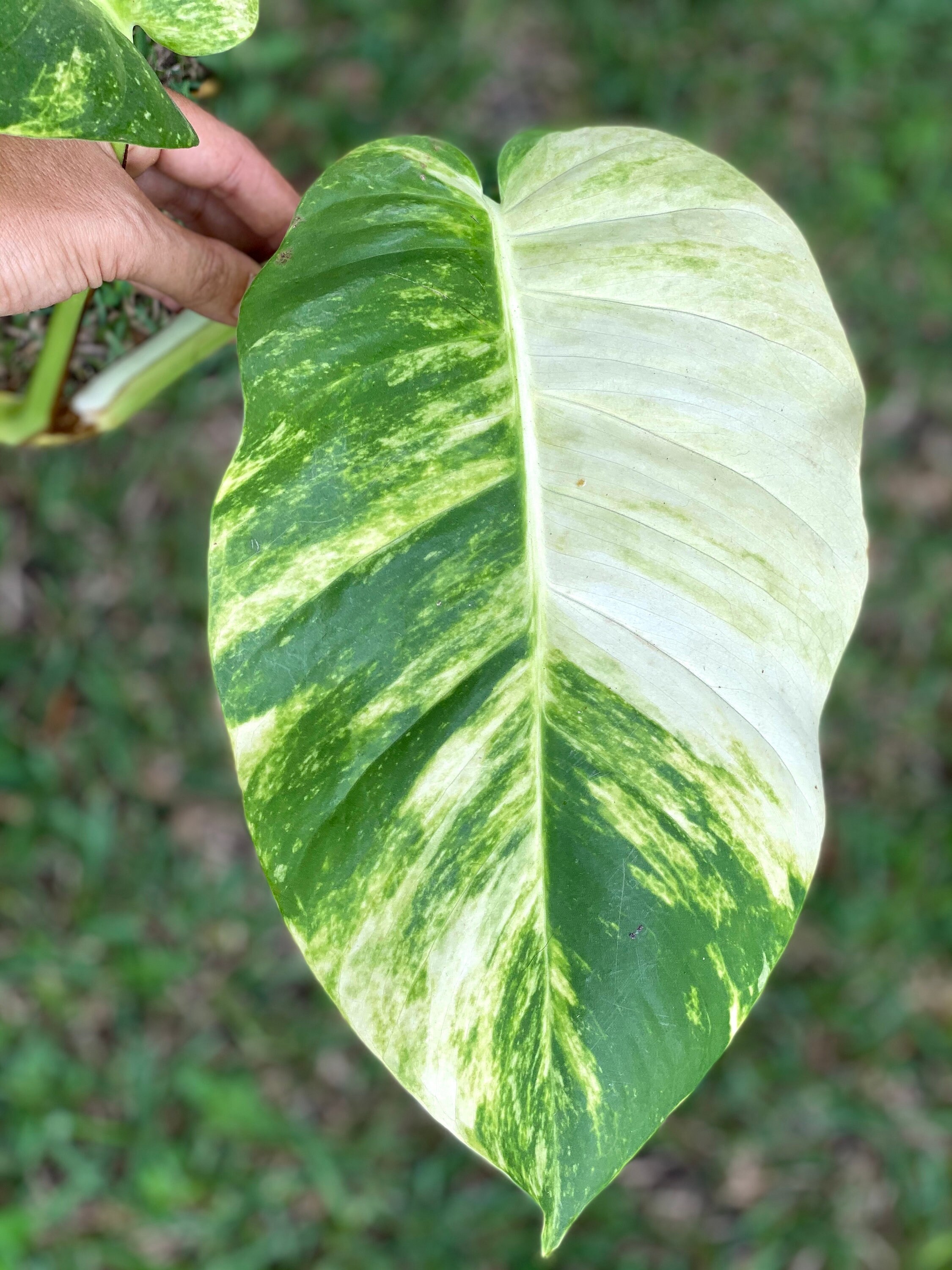 Venta MADNESS Compre 1 y obtenga gratis Pothos Etsy España