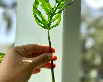 Monstera Adansonii Wide Form - Etsy