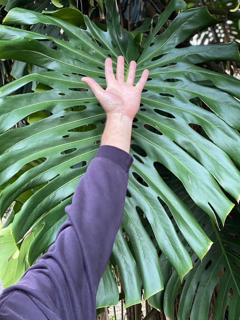 HUGE Monstera Deliciosa Cuttings  (Large Form) Mature leaf Cutting with Node Split Leaf Philodendron LIVE plant 