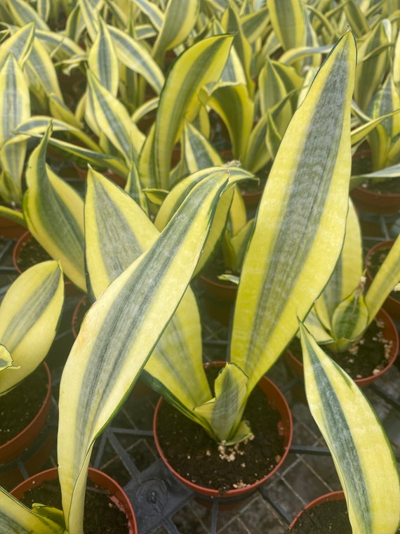 Sansevieria ‘gold Dust’ NEW Snake Plant Live House - Etsy