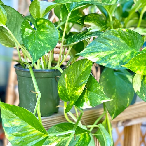 Hawaiian Pothos 6 Pot With Moss Pole Fully Rooted - Etsy