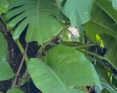 Giant Jade Potho LIVE cutting Leaf w Node