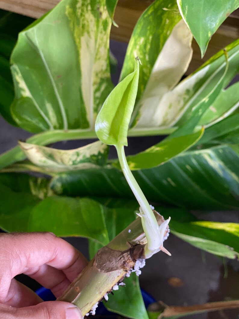GIANT Golden Hawaiian Pothos Cutting from Rare Giant Etsy
