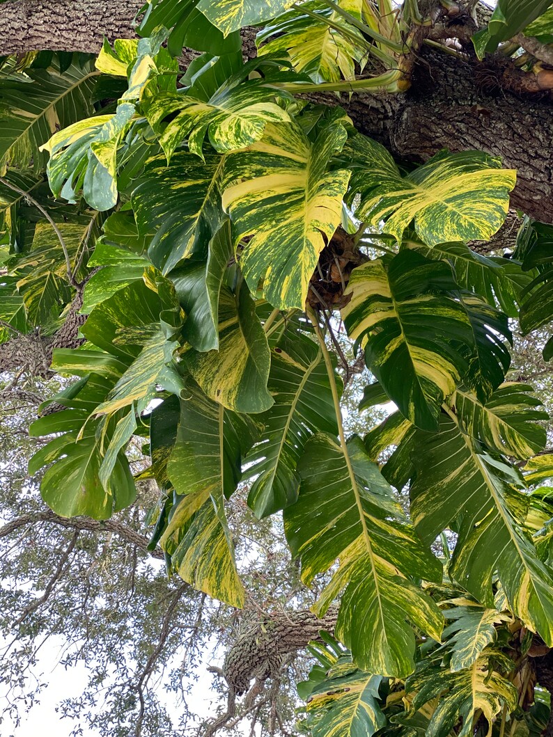 Rare Giant Hawaiian Variegated Fenestrated Golden Pothos Etsy