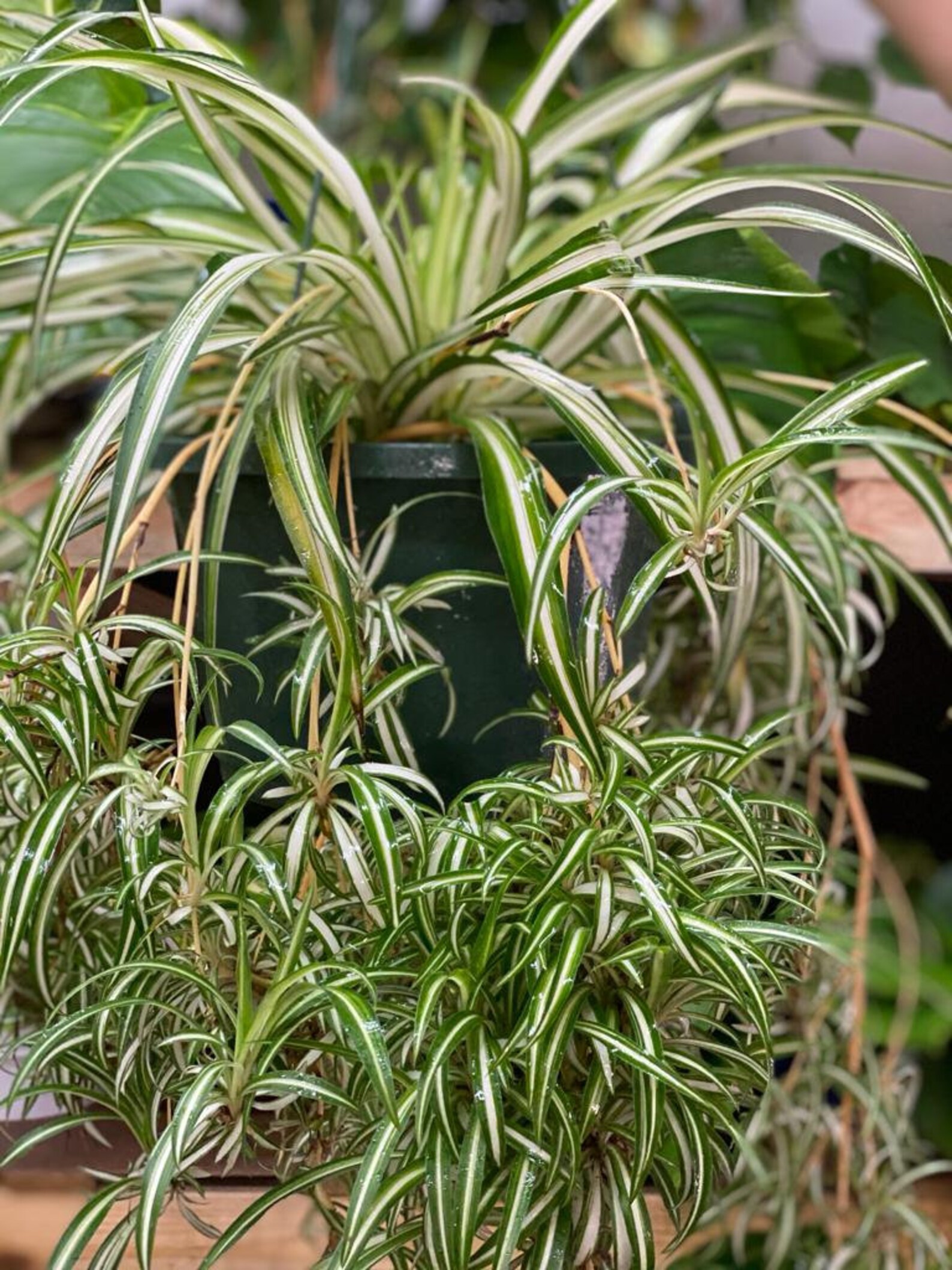 2 large Variegated Spider Plant Babies Live W/ Roots Ready to Etsy