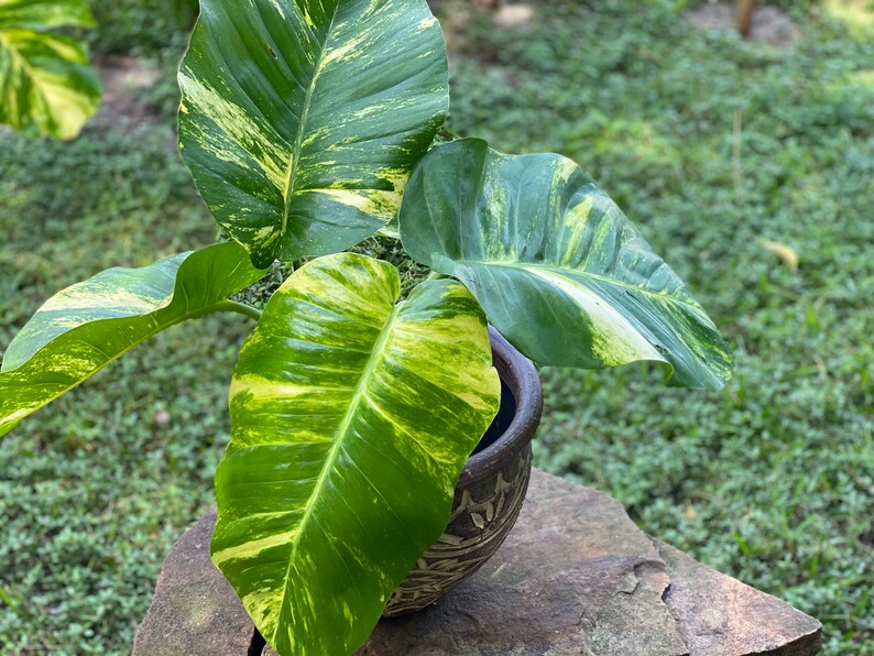 Rare Giant Hawaiian Variegated Fenestrated Golden Pothos Etsy