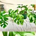 BUY 1 get 1 Free! Rare Mini Monstera  | Rhaphidophora Tetrasperma | Monstera Minima | Live Plant Cutting  | Houseplant | Indoor Plant 