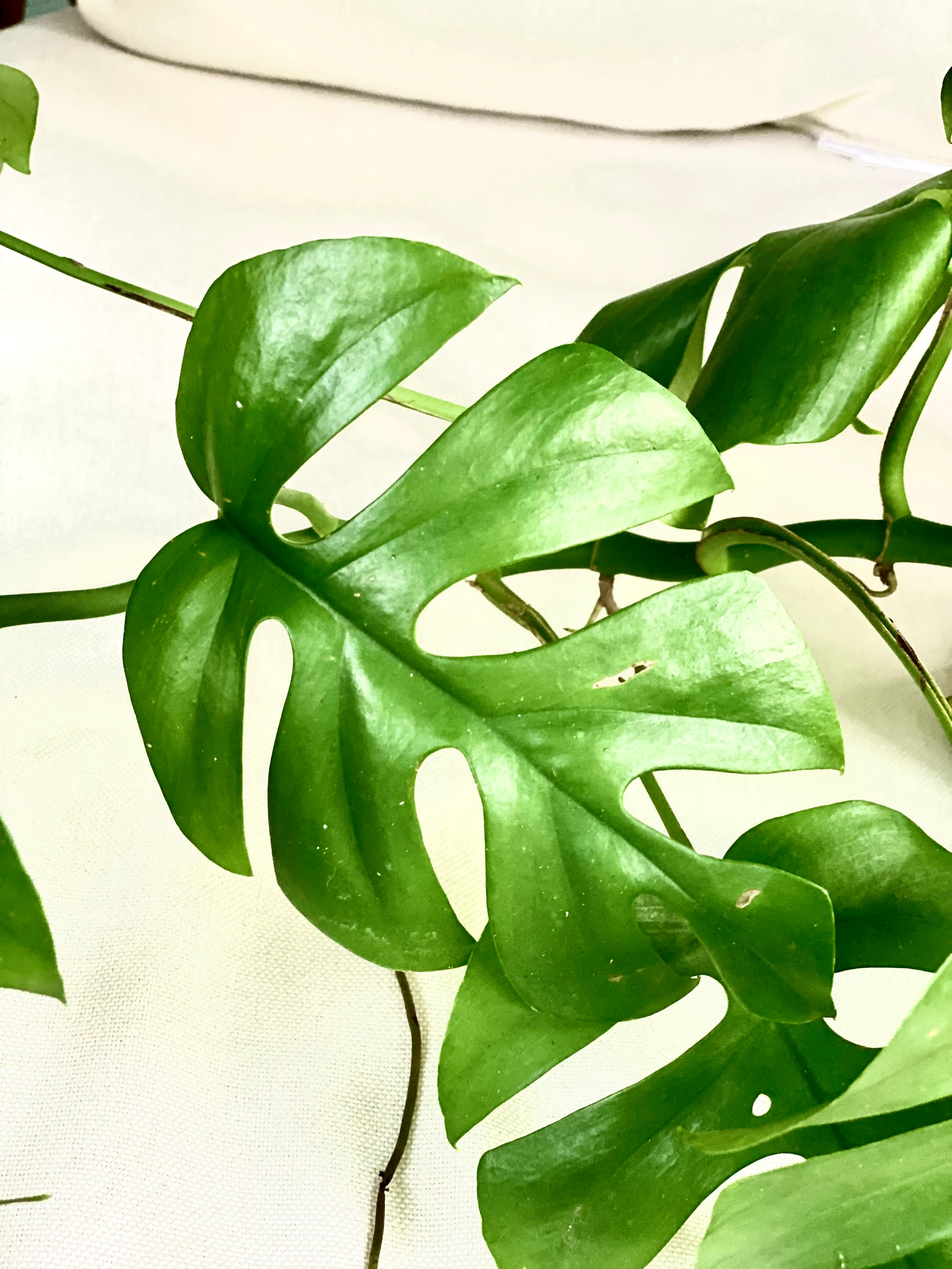 Ferns, Grasses & Bamboo Plants Outdoor & Gardening Rhaphidophora