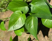 LIVE Jade Pothos Pothos Plant Live House Plant
