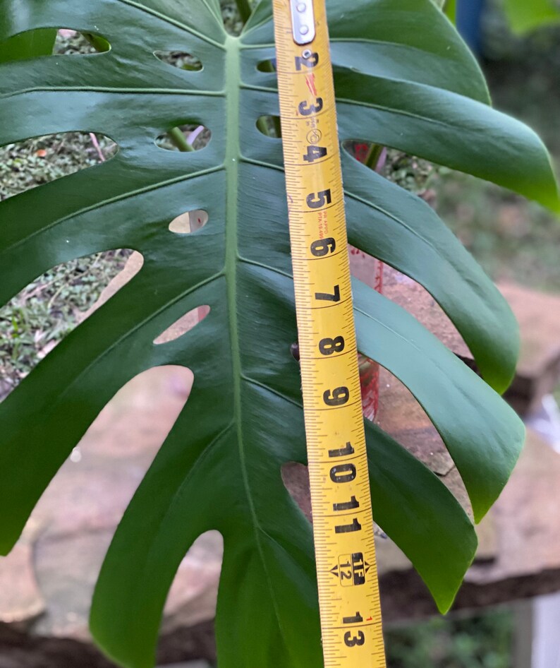 HUGE Monstera Deliciosa Cuttings Large Form Mature Leaf Etsy