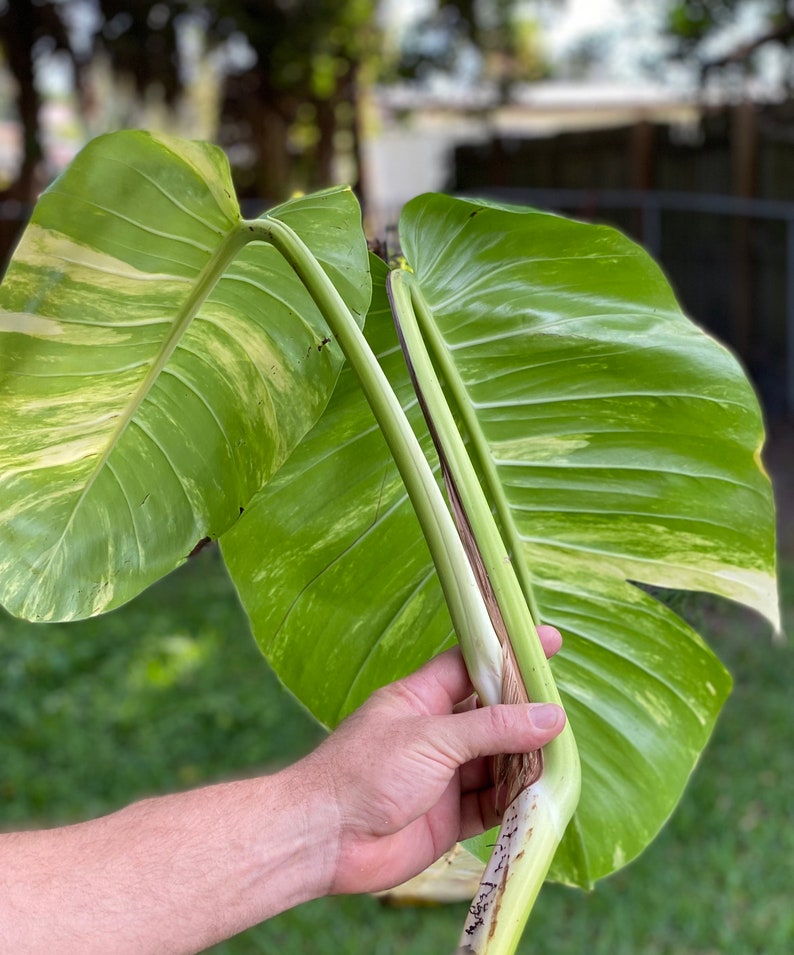 Rare Giant Hawaiian Variegated Fenestrated Golden Pothos Etsy