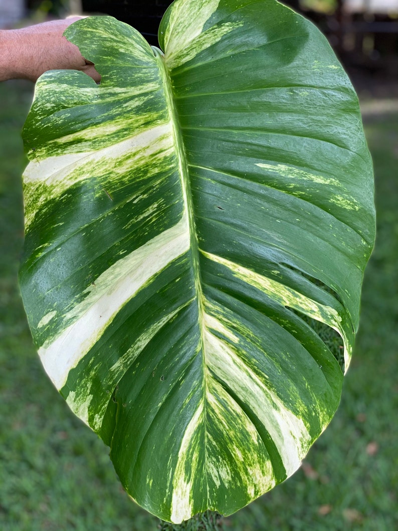 Buy 1 get 1 FREE Jumbo White / Cream Variegated Epipremnum Aureum  Hawaiian Pothos Cuttings / Leaves and Node 