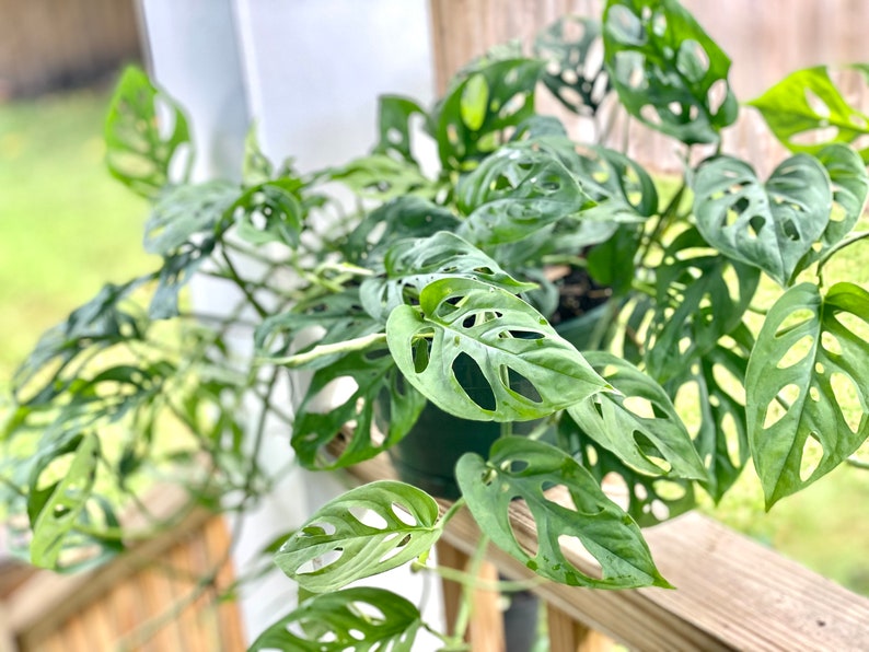 LIVE Swiss Cheese Monstera Adansonii narrow Form 8 Etsy