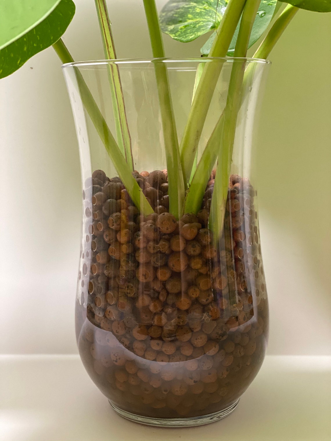 Leca Clay Balls / Pebbles Plant Propagation Semi Hydro Etsy