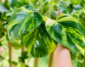 Buy 1 get 2 FREE - Giant Variegated Golden Hawaiian Pothos cutting with node roots - Will grow HUGE leaves LIVE plant