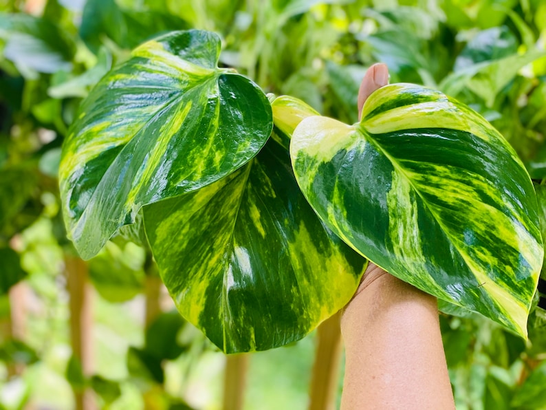 Buy 1 get 2 FREE  -  Giant Variegated Golden ‘Hawaiian’ Pothos cutting with node /roots  - Will grow HUGE leaves! LIVE plant 