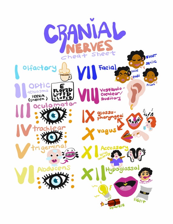 Cranial Nerve Assessment Study Guide & Cheat Sheet X Nursing Etsy