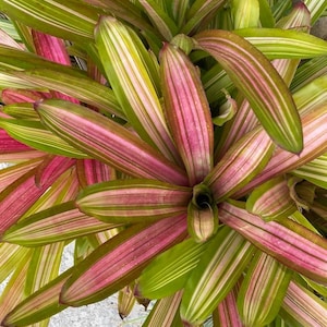 Bromeliad Neoregelia, tropical, Houseplant, Home environment friendly Plant Gift