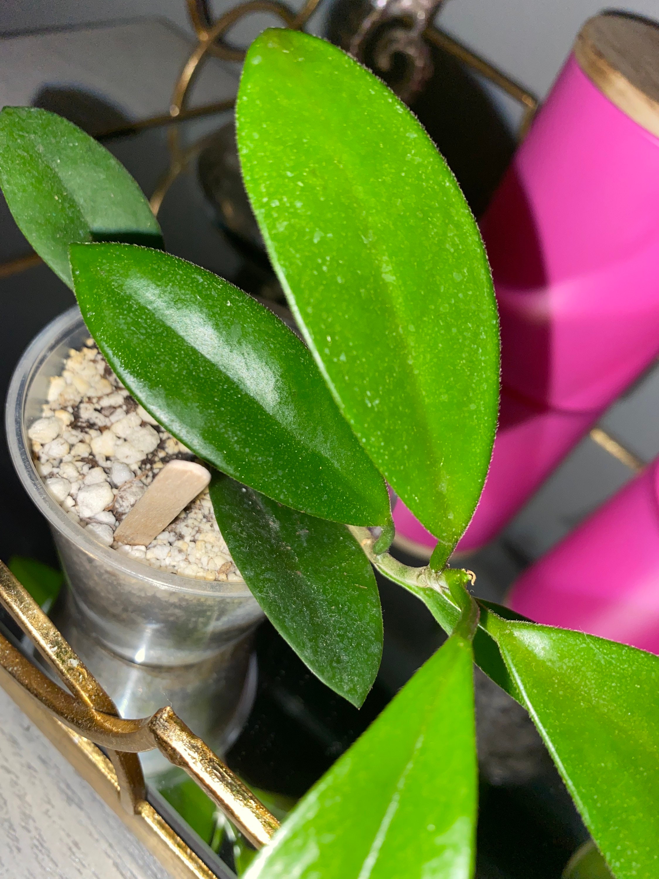 Hoya India Indoor Plant Rare Hoya House Plant Etsy