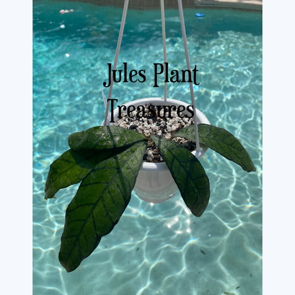 Mini hanging pot, 4.5 inch, Plastic Planter, Planter Basket with Drainage holes, Hanger & Saucer, Garden, Succulent Plant Water Spray