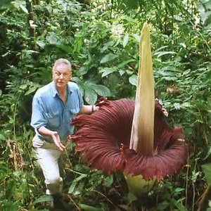 The Private Life of Plants 6 DVDs - USA Edition ~ David Attenborough HORTICULTURE