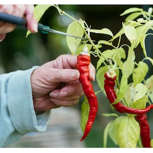 Curing With Cayenne: 3 Dvds, Sam Biser's curing With Cayenne and Its