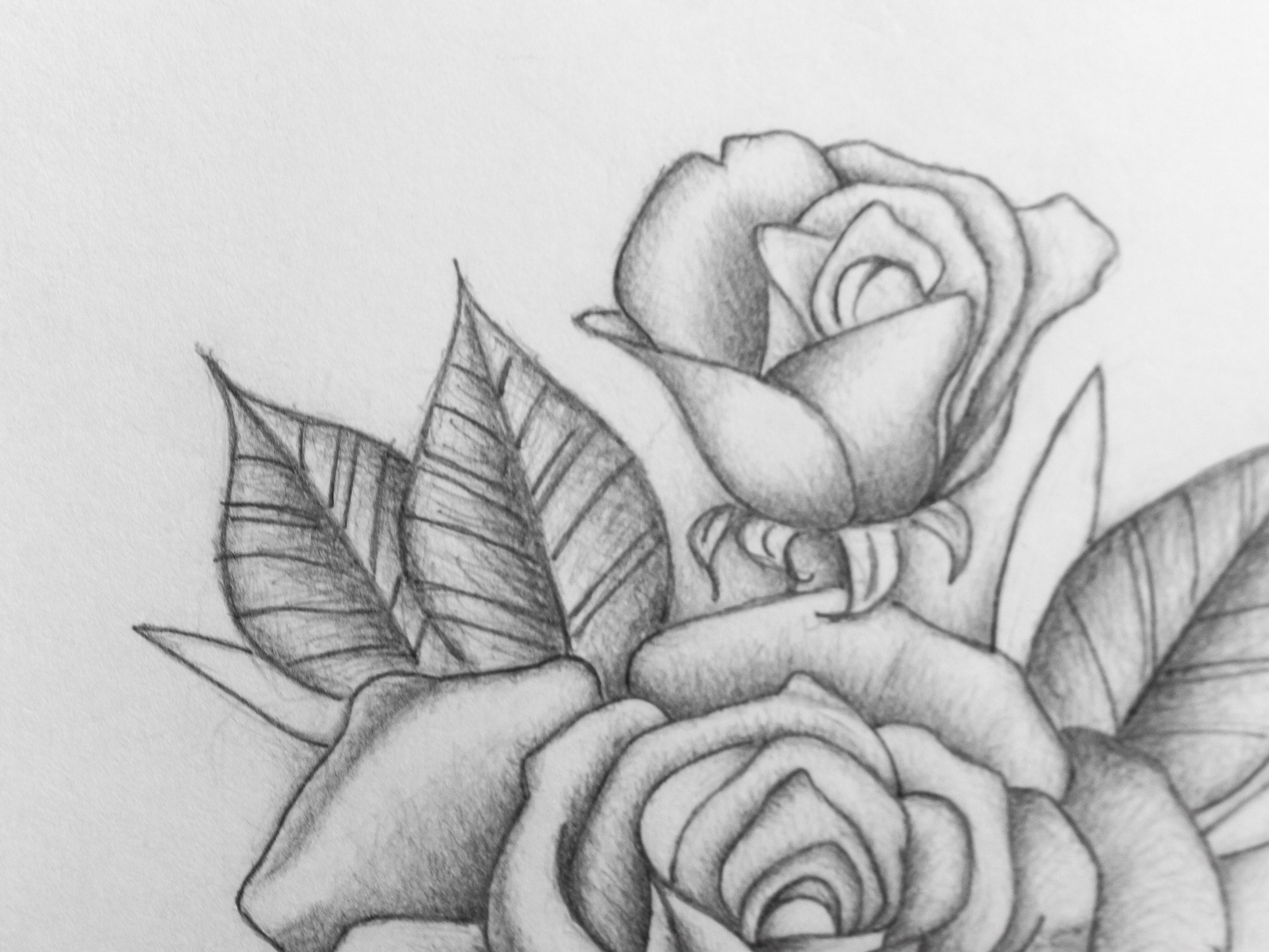 Delicate Pencil Rose Romantic Rose sketch Flower Drawing Etsy