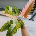 Philodendron Caramel Marble Variegated Live Rooted Cuttings Tissue Culture Plants Free Phitosanitary product logo