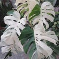 Monstera Borsigiana ALBO Variegated One Leaf Rooted Node Cutting Rare Indoor Plant Collection Free Phytosanitary product logo